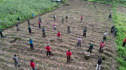 Gerakan Tanam Pohon Perhutani KPH Banyuwangi Barat Bersama LMDH