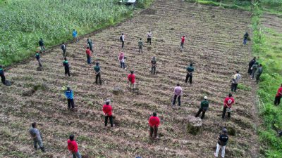 Gerakan Tanam Pohon Perhutani KPH Banyuwangi Barat Bersama LMDH