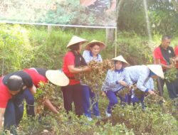 Program Ketahanan Pangan Nasional, Danlanal Malang Pimpin Panen Kacang Tanah