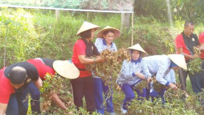 Foto : Program Ketahanan Pangan Nasional, Danlanal Malang Pimpin Panen Kacang Tanah