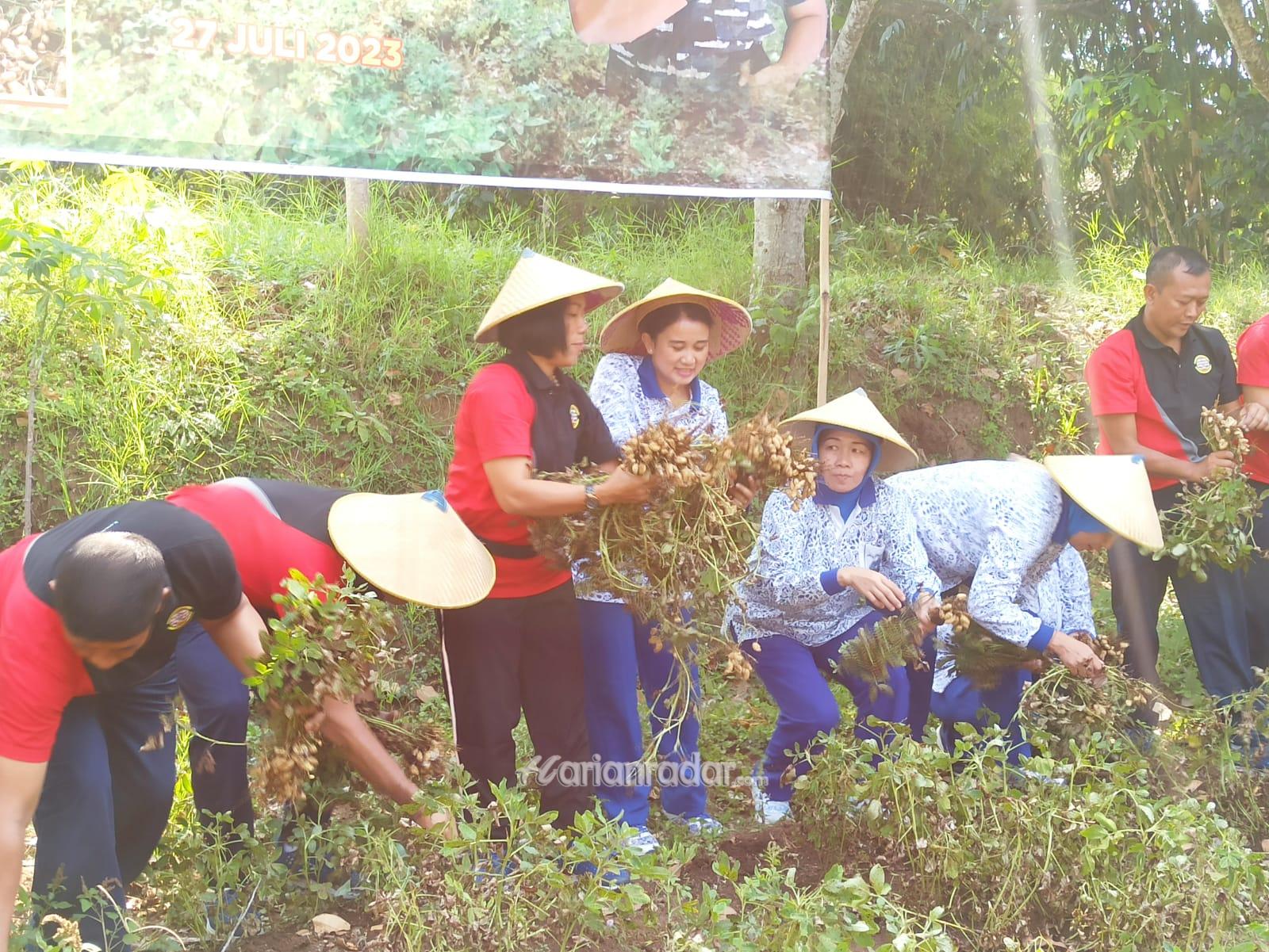 Foto : Program Ketahanan Pangan Nasional, Danlanal Malang Pimpin Panen Kacang Tanah