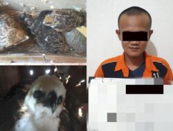 Polisi Tangkap 1 Tersangka Penyelundupan Satwa Dilindungi