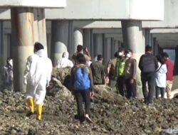 3 Bangkai Hiu Tutul Terdampar di Selat Madura, Isi Dalam Organ Hiu Mengejutkan