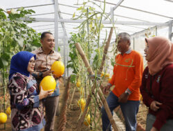 Kelompok Tani Kosagrha Lestari Sukses Mengembangkan Pertanian Berkonsep Urban Farming