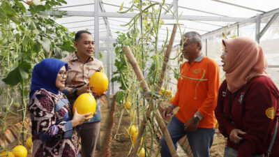 Wali Kota Surabaya Eri Cahyadi memanen ratusan golden melon dan sayur-mayur bersama Kelompok Tani Kosagrha Lestari.