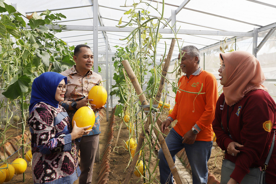 Wali Kota Surabaya Eri Cahyadi memanen ratusan golden melon dan sayur-mayur bersama Kelompok Tani Kosagrha Lestari.