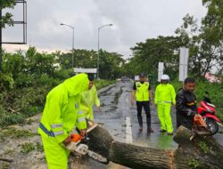 Polri Untuk Masyarakat, PJR Jatim VIII Suramadu & BPBD Evakuasi Pohon di Tengah Jalan