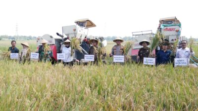 Pemkab Sidoarjo Ikuti Panen Raya Padi Serentak bersama Presiden di Desa Kemuning, Tarik