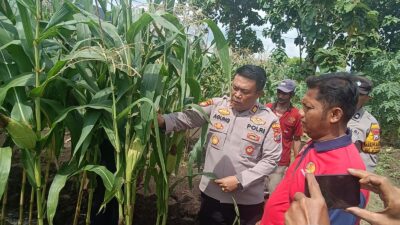 Polisi Cinta Petani, Kapolsek Porong Turun Langsung Cek Lahan Ketahanan Pangan
