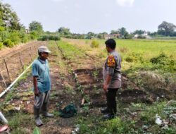 Polisi Turun ke Sawah, Motivasi Petani Cabai Dukung Ketahanan Pangan Nasional