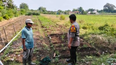 Polisi Turun ke Sawah, Motivasi Petani Cabai Dukung Ketahanan Pangan Nasional