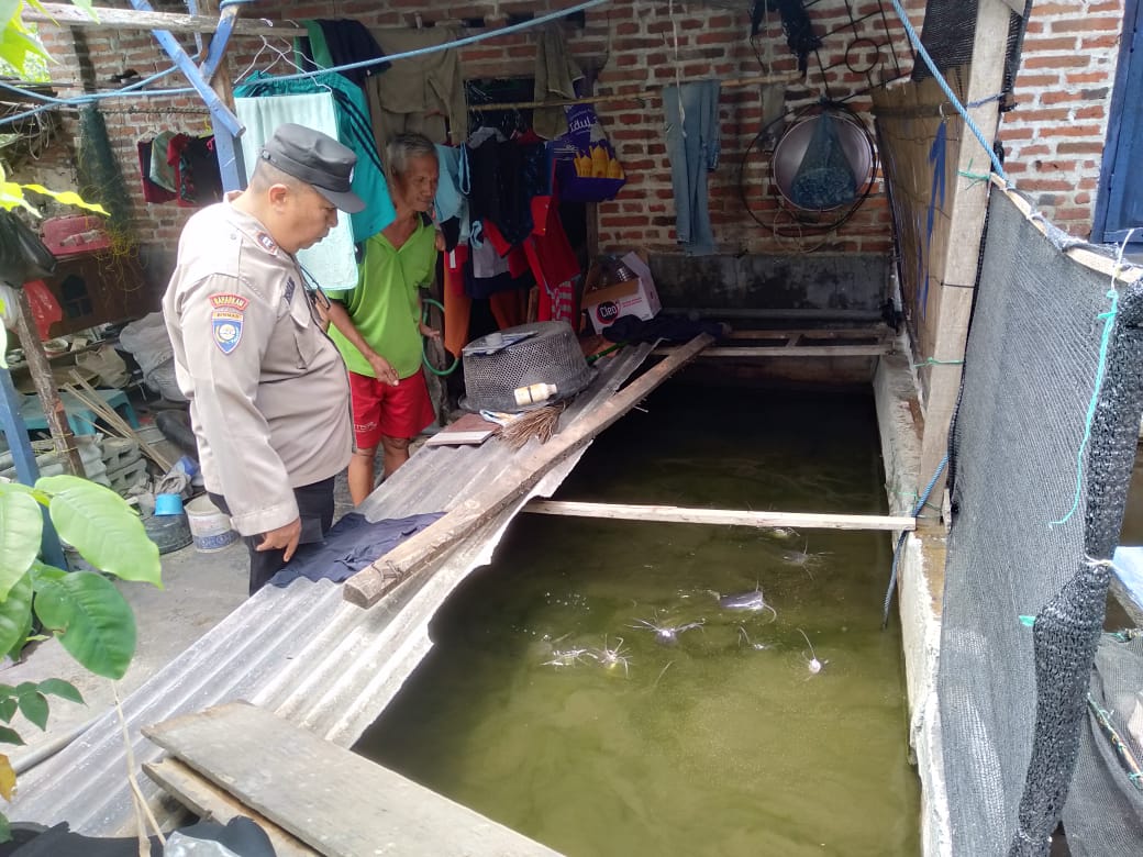 Polsek Tulangan Motivasi Program Ketahanan Pangan pada Budidaya Ikan Lele di Lahan Rumah Warga