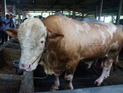 Kabupaten Sidoarjo Terima Satu Ekor Sapi Seberat 1,08 Ton dari Presiden Prabowo Subianto