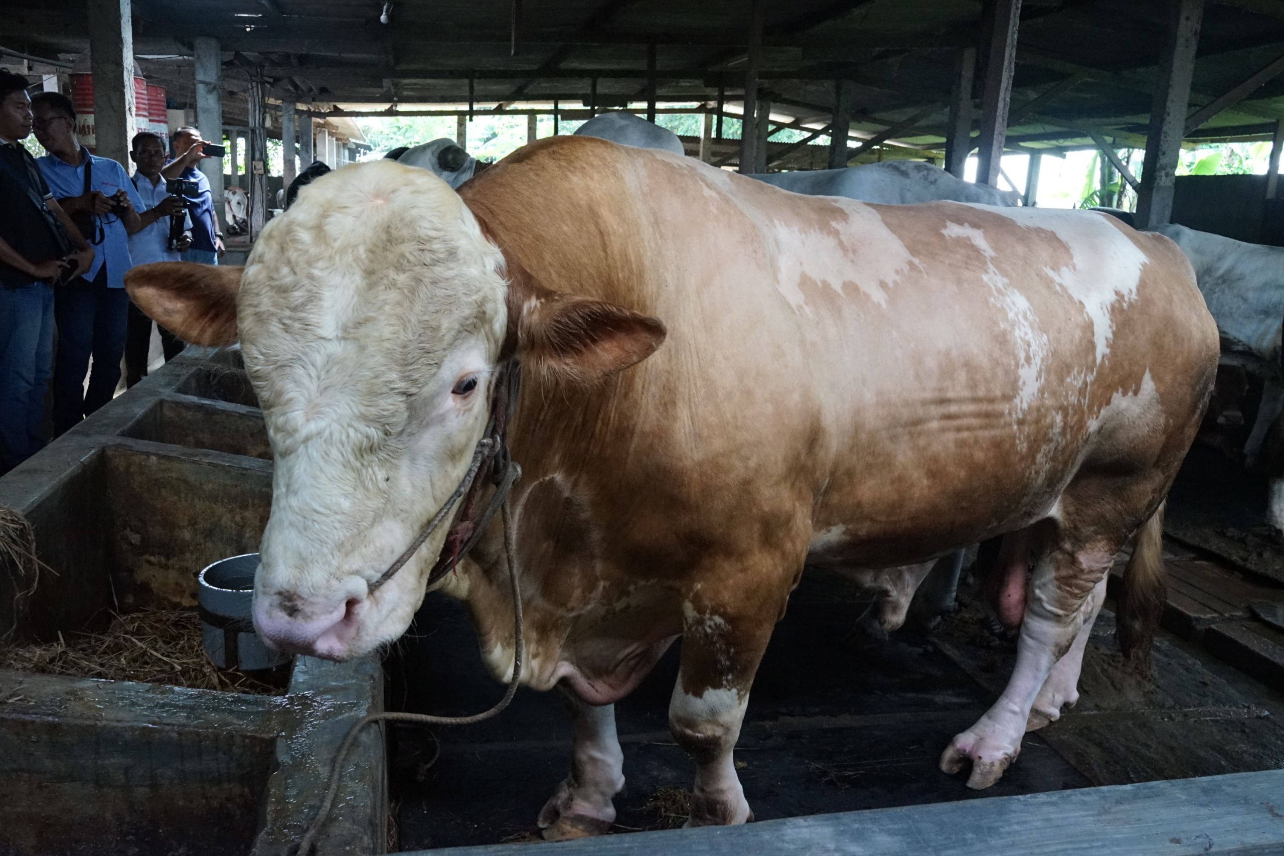 Kabupaten Sidoarjo Terima Satu Ekor Sapi Seberat 1,08 Ton dari Presiden Prabowo Subianto