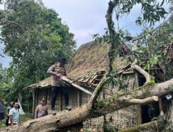 Angin Puting Beliung Terjadi di Batangan, Sinergitas Tiga Pilar dan Warga Kompak Gotong Royong