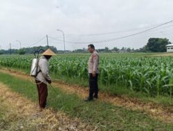 Polsek Tarik Laksanakan Patroli Ketahanan Pangan dan Dialogis Petani Jagung