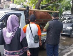 Dinas Peternakan Bangkalan Pastikan Hewan Kurban Sehat dan Bugar Sebelum Dilalulintaskan