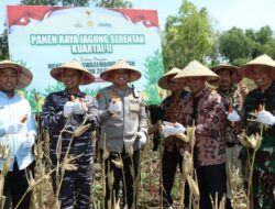 Bupati Bangkalan Lukman Hakim Pimpin Panen Raya Jagung Serentak, Produksi Capai 63 Ribu Ton
