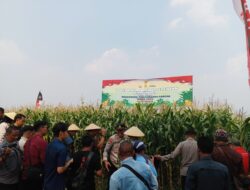Polresta Sidoarjo Kawal Ketat Swasembada Pangan, Panen Raya Jagung di Tulangan