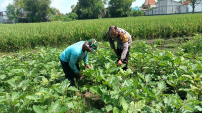 Dorong Ketahanan Pangan, Bhabinkamtibmas Polsek Buduran Dampingi Petani Terong