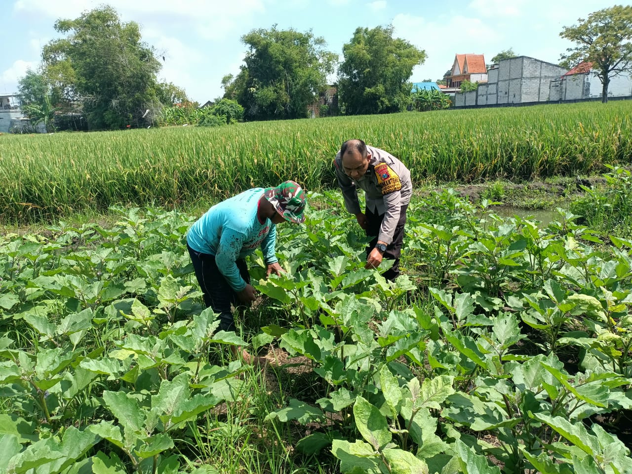 Dorong Ketahanan Pangan, Bhabinkamtibmas Polsek Buduran Dampingi Petani Terong