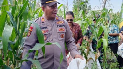 Panen Jagung Perdana di Lahan Bumdes Pademonegoro, Dukung Ketahanan Pangan Nasional