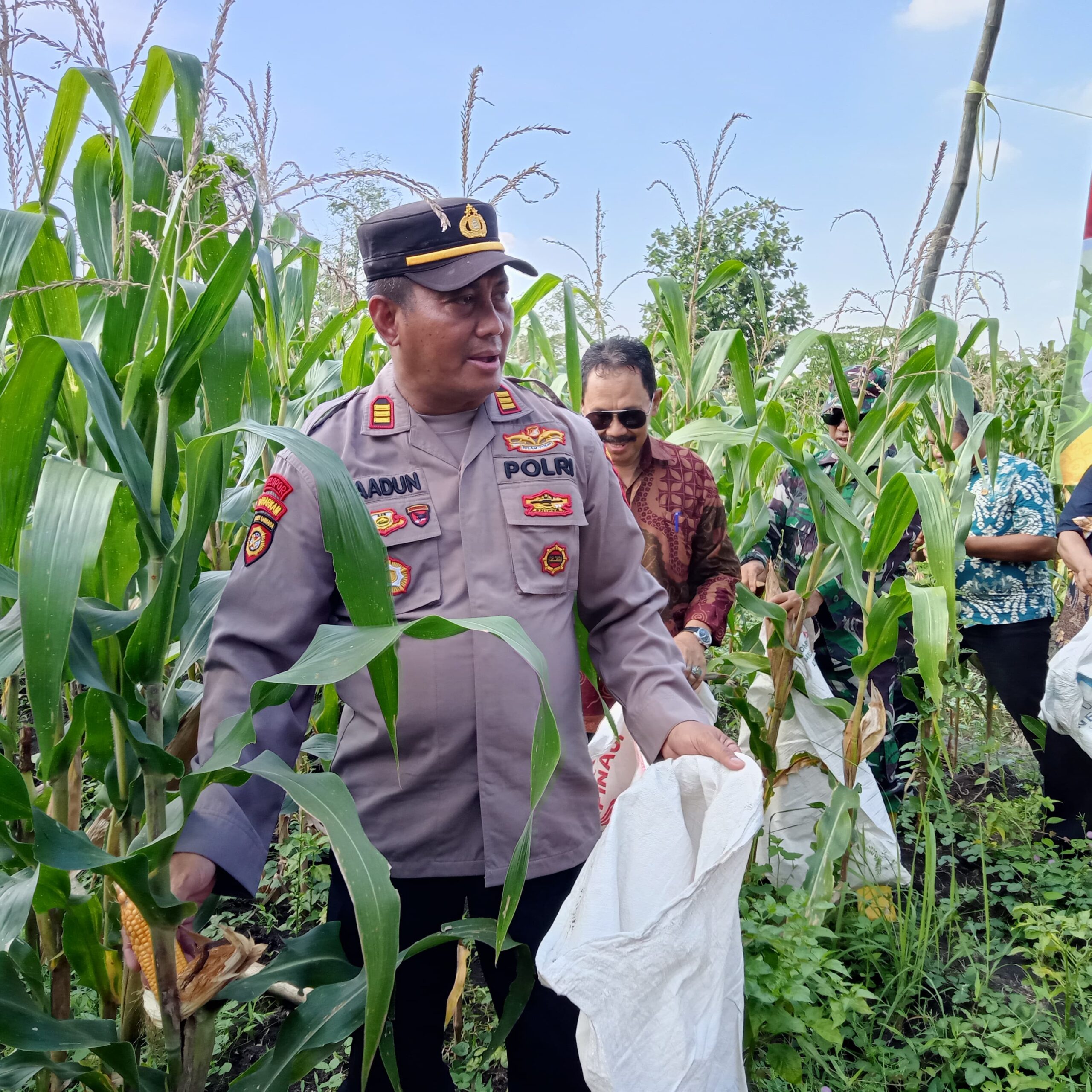 Panen Jagung Perdana di Lahan Bumdes Pademonegoro, Dukung Ketahanan Pangan Nasional