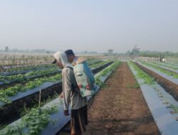 Polisi dan Warga Optimalkan Lahan Melon untuk Ketahanan Pangan di Desa Kelopo Sepuluh Sukodono