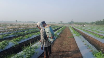 Polisi dan Warga Optimalkan Lahan Melon untuk Ketahanan Pangan di Desa Kelopo Sepuluh Sukodono