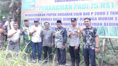 Keterangan Gambar: Wakil Bupati Aceh Tamiang, Ismail, SE.I, melakukan panen perdana padi organik
