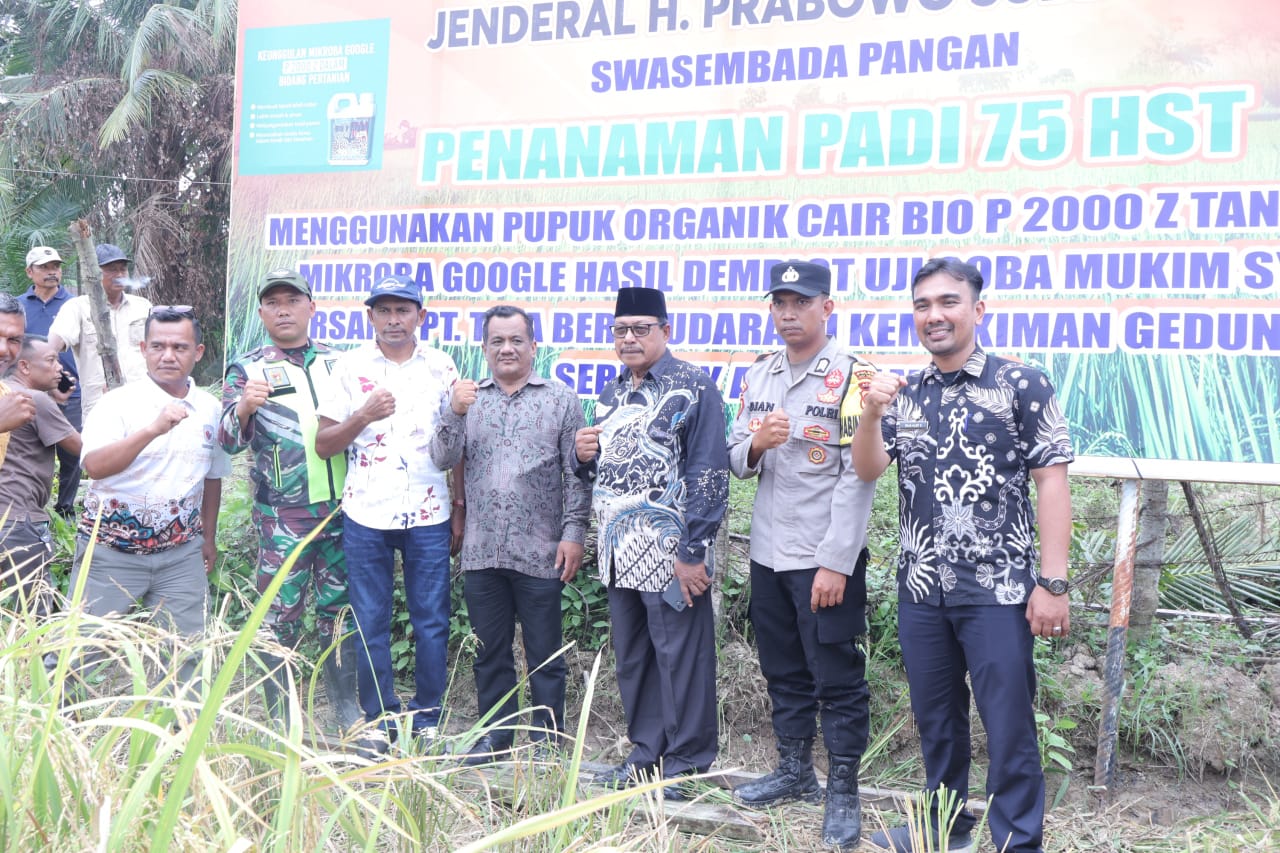 Keterangan Gambar: Wakil Bupati Aceh Tamiang, Ismail, SE.I, melakukan panen perdana padi organik