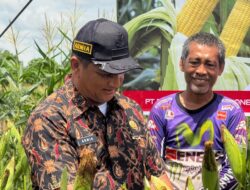 Menanam Padi dan Jagung Langkah Strategis Pemkab Jaga Stabilitas Harga Pangan