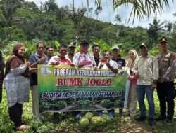 Bupati Armia Kunjungi Kebun Budidaya Semangka Usaha BUMK Kp Seumadam