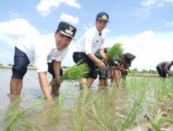 Bupati Bangkalan Turun ke Sawah, Ajak Petani Maksimalkan Produktivitas Pangan