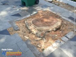 Dua Pohon di Jalan Tunjungan Ditebang, DLH Kirim Jawaban WA — Publik Minta Bukti Tertulis