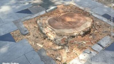 Pemotongan dua pohon di trotoar Jl. Tunjungan pada Sabtu pagi (20/9/2025)