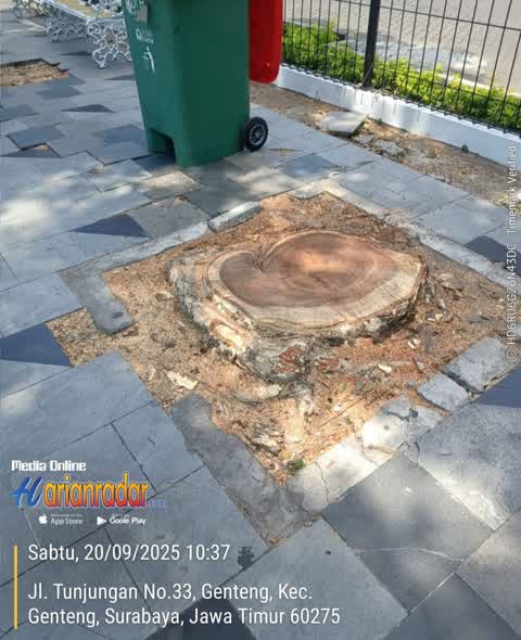 Pemotongan dua pohon di trotoar Jl. Tunjungan pada Sabtu pagi (20/9/2025)