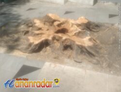 5 Pohon Tumbang di Tunjungan, DLH Masih Bungkam