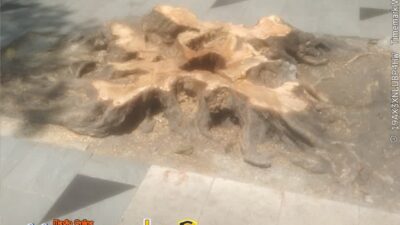 Foto : Kondisi Pohon di Tebang di Jl Tunjungan 33-35 Surabaya