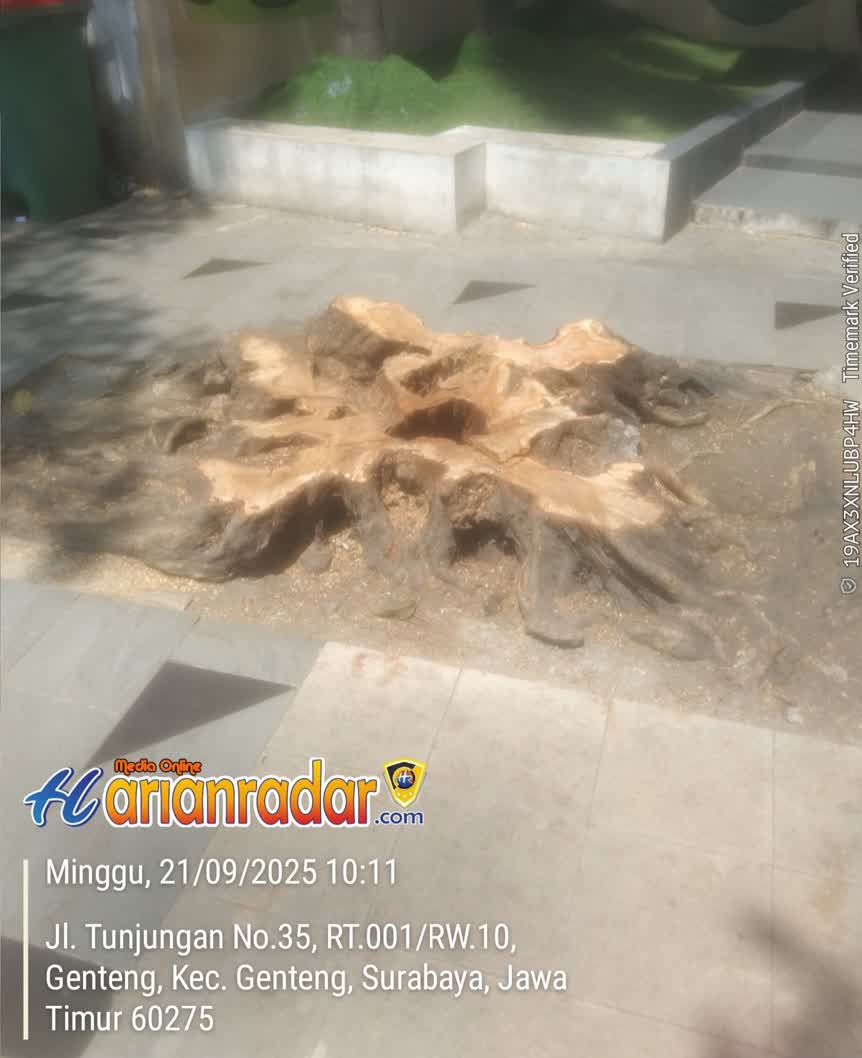 Foto : Kondisi Pohon di Tebang di Jl Tunjungan 33-35 Surabaya