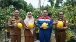 Plt. Sekretaris Daerah Kabupaten Aceh Tamiang, Drs. Syuibun Anwar melaunching program CSR smart farming dan panen raya melon golden di Desa Kebun Tanjung Seumantoh