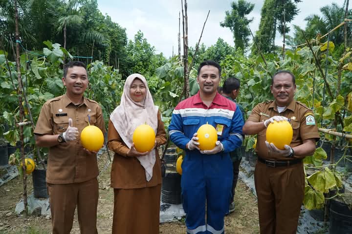 Plt. Sekretaris Daerah Kabupaten Aceh Tamiang, Drs. Syuibun Anwar melaunching program CSR smart farming dan panen raya melon golden di Desa Kebun Tanjung Seumantoh