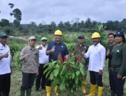 Tinjau Kebun Uji Lapang Klon Kakao, Bupati Aceh Tamiang Sebut Salah Satu Komoditas Unggulan Daerah