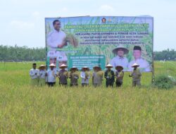 Wakil Gubernur Aceh dan Wakil Bupati Aceh Tamiang Kompak Panen Raya, Bukti Sinergi Pemerintah dan Petani