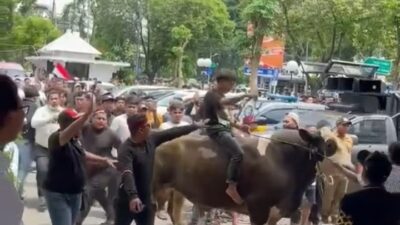 Massa membawa satu ekor sapi masuk ke halaman DPRD Kota Surabaya. 