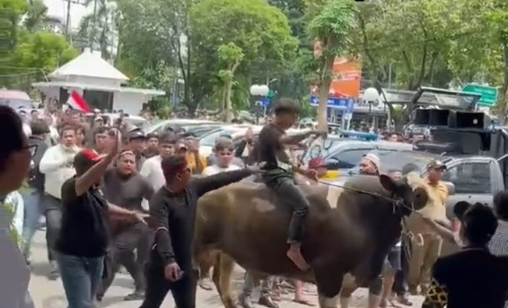 Massa membawa satu ekor sapi masuk ke halaman DPRD Kota Surabaya. 