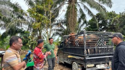 Wakil Bupati Aceh Tamiang Ismail SE.I