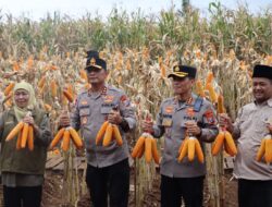 ‎Kapolda Jatim dan Gubernur Panen Jagung di Green Farm Banyuwangi Penuhi Target Swasembada Pangan ‎