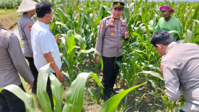 Sinergi Polri dan Petani, Kapolsek Prambon Bersama Bhabinkamtibmas Tinjau Lahan Jagung Desa Bulang