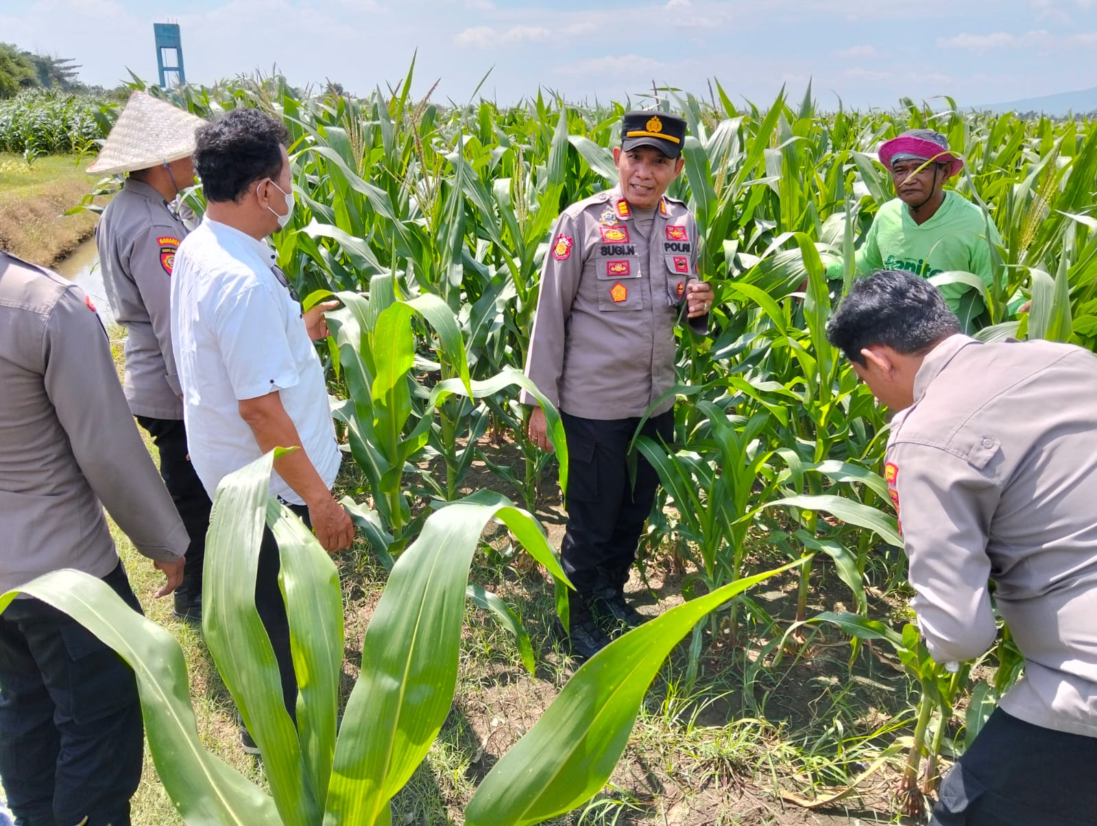 Sinergi Polri dan Petani, Kapolsek Prambon Bersama Bhabinkamtibmas Tinjau Lahan Jagung Desa Bulang